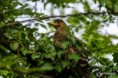 /album/galleria-fotografica/falco-pecchiaiolo-06082018-19-jpg/
